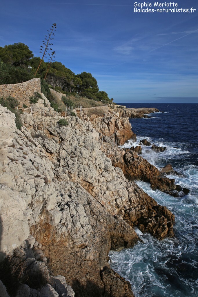 Cap d'Antibes