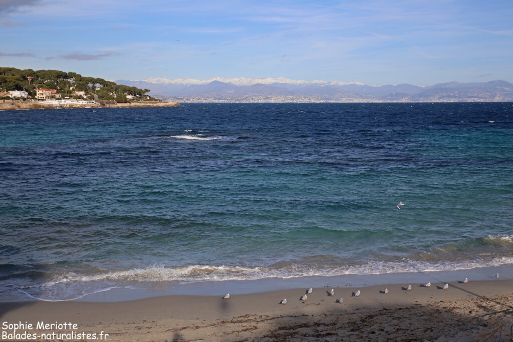 Cap d'Antibes, Plage de la Garoupe