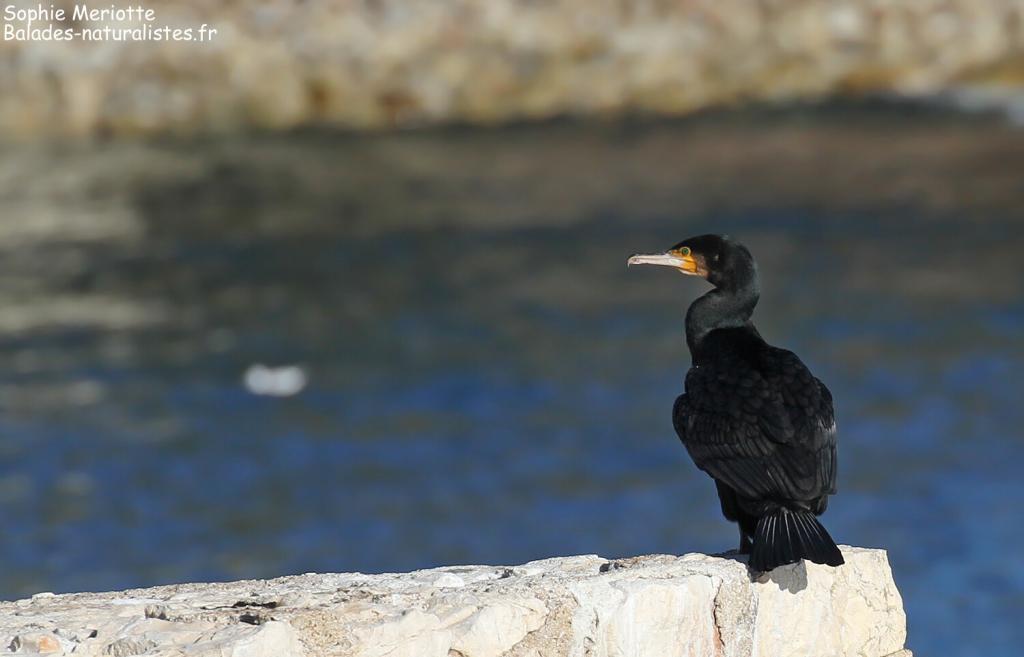 Grand Cormoran, Saint-Jean-Cap-Ferrat