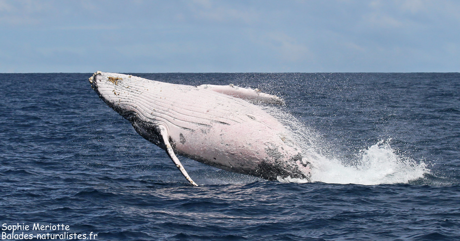 Whalewatching en Calédonie Whalewatching en Calédonie