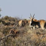 Eland du Cap - Karoo