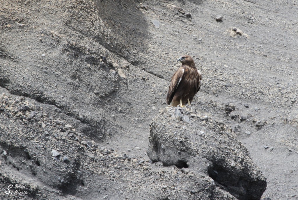 Buse féroce - Arménie août 2013