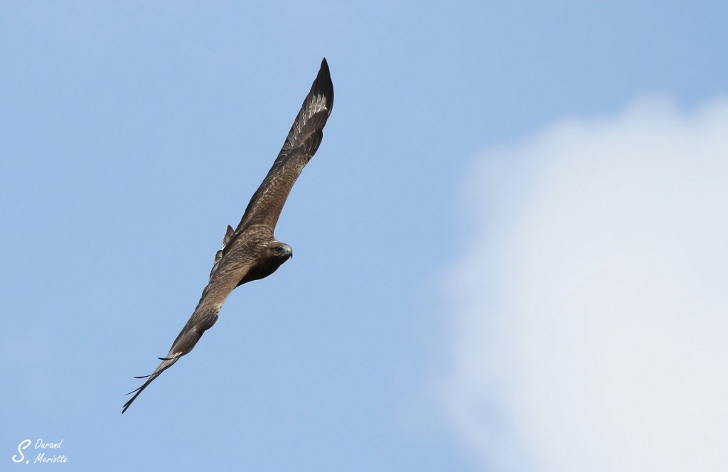Buse féroce - Arménie août 2013