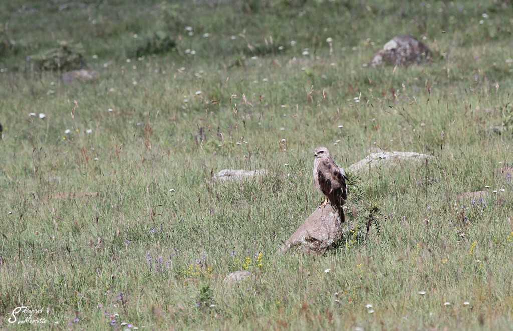 Buse féroce - Arménie août 2013