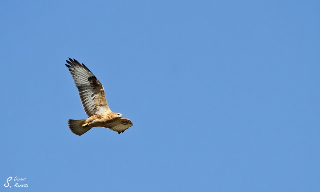 Buse féroce - Arménie août 2013