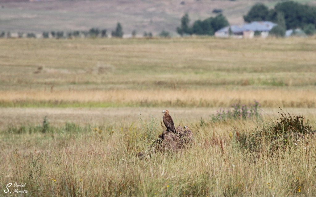 Buse féroce - Arménie août 2013