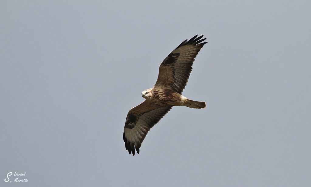 Buse féroce - Arménie août 2013