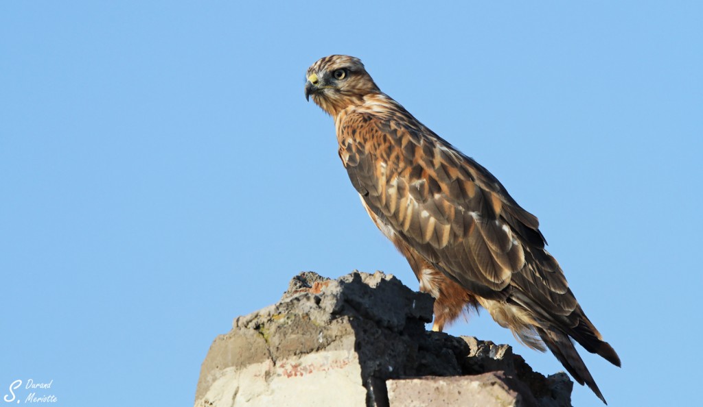 Buse féroce - Arménie août 2013