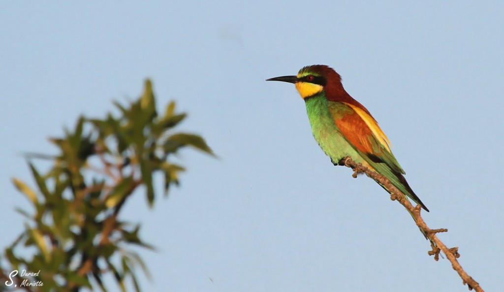 Guêpier d'Europe (El Planeron Espagne 2013)
