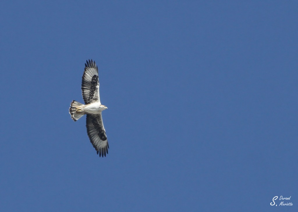 Aigle de Bonelli