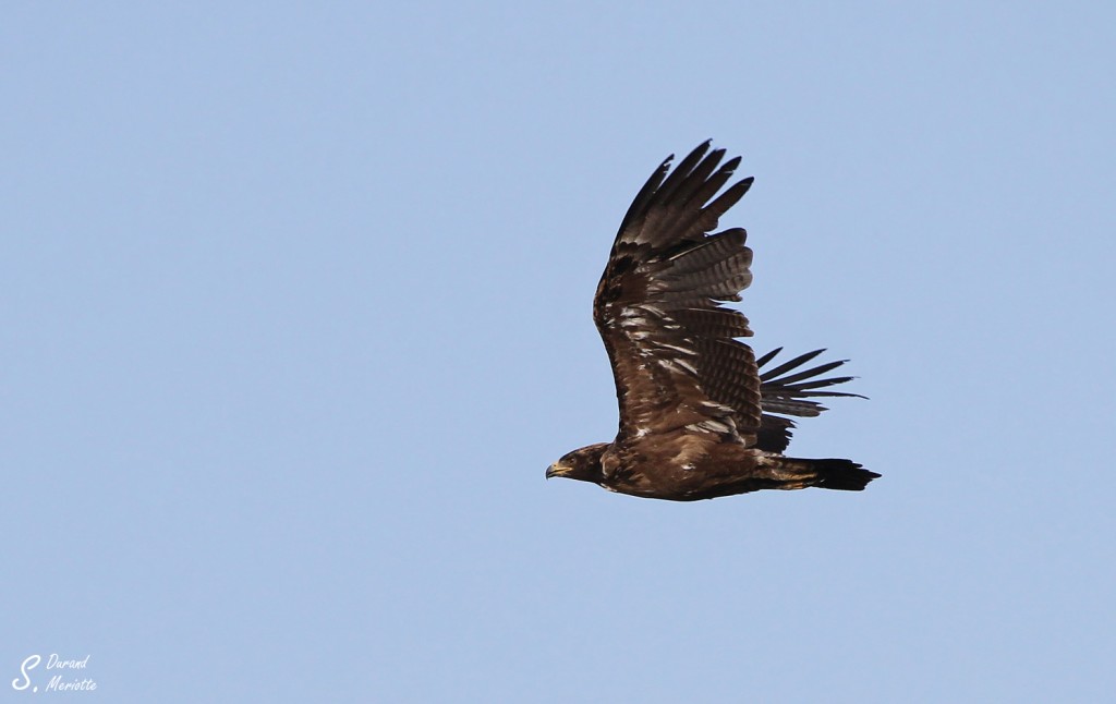 Aigle pomarin - Arménie août 2013