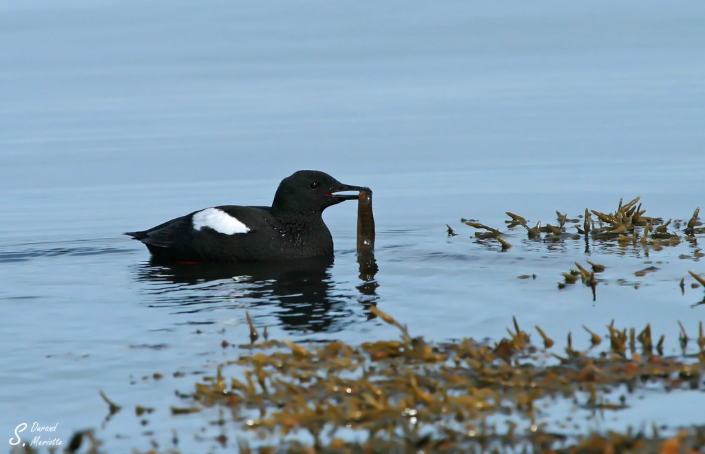Guillemot à miroir (Islande - 2011)