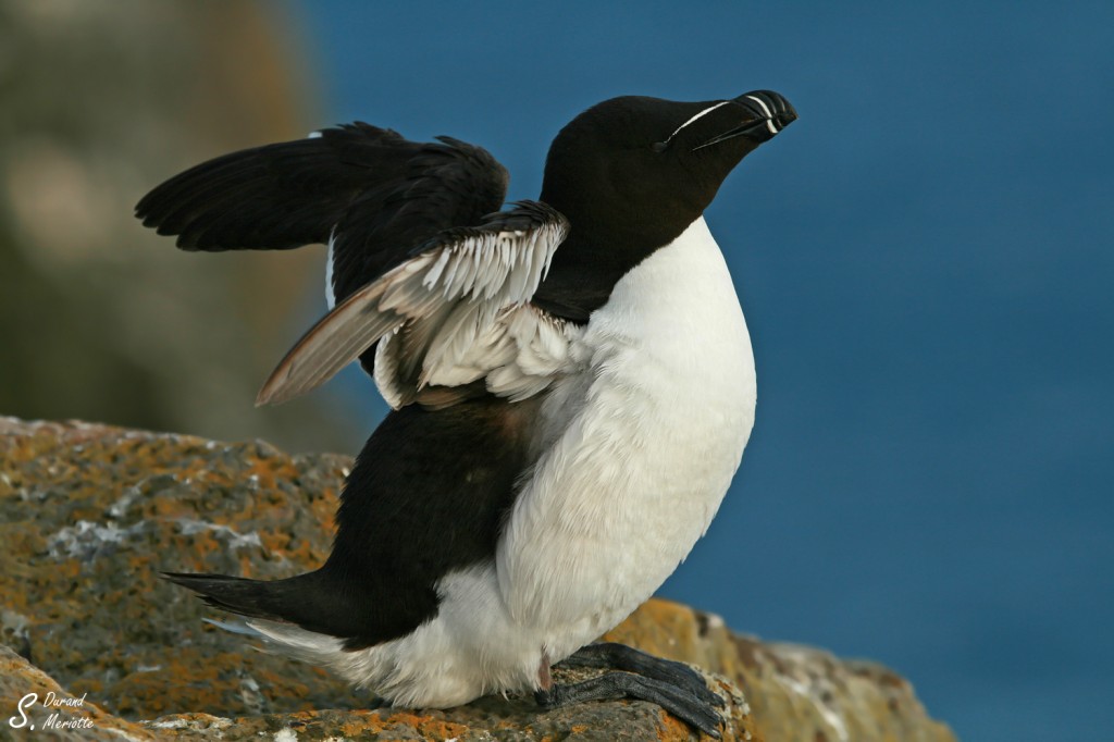 Pingouin torda (Islande 2011)