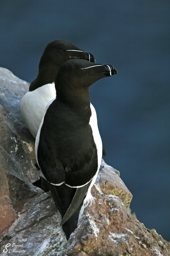 Pingouin torda (Islande 2011)