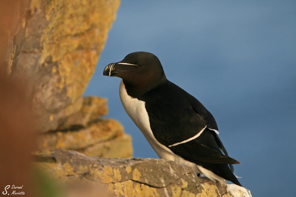 Pingouin torda (Islande 2011)