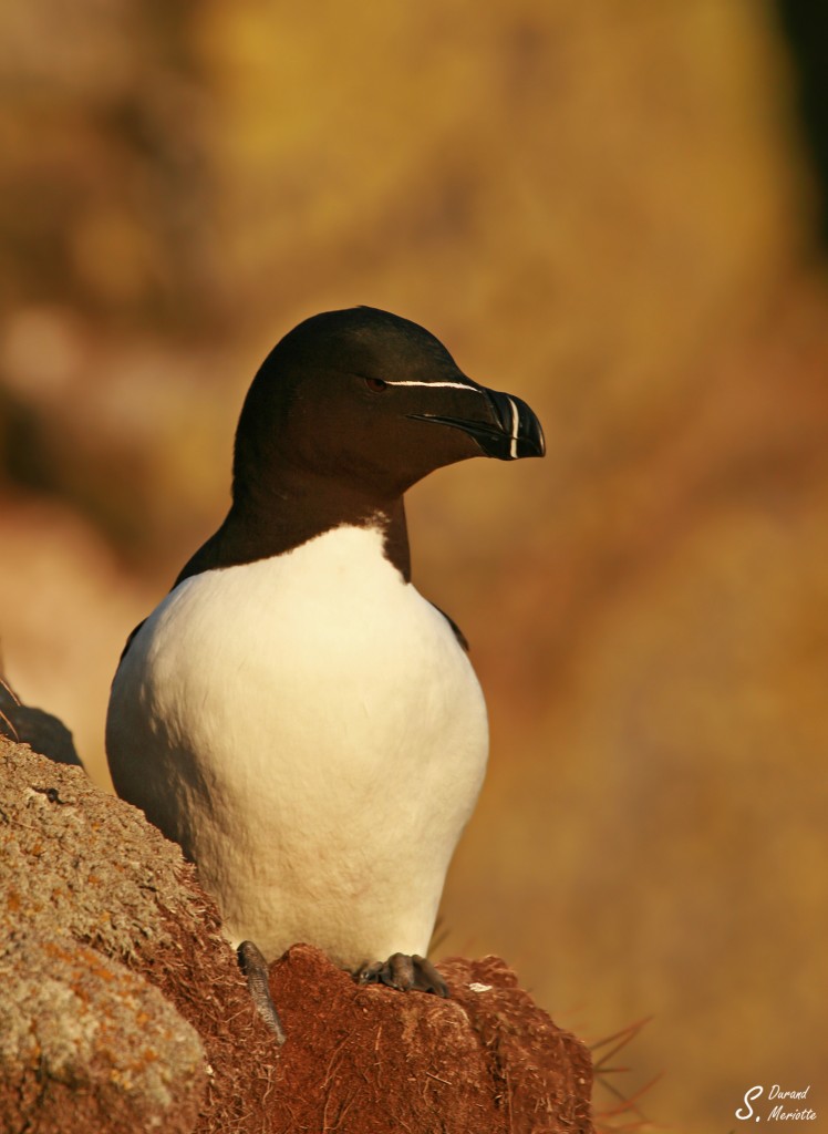 Pingouin torda (Islande 2011)