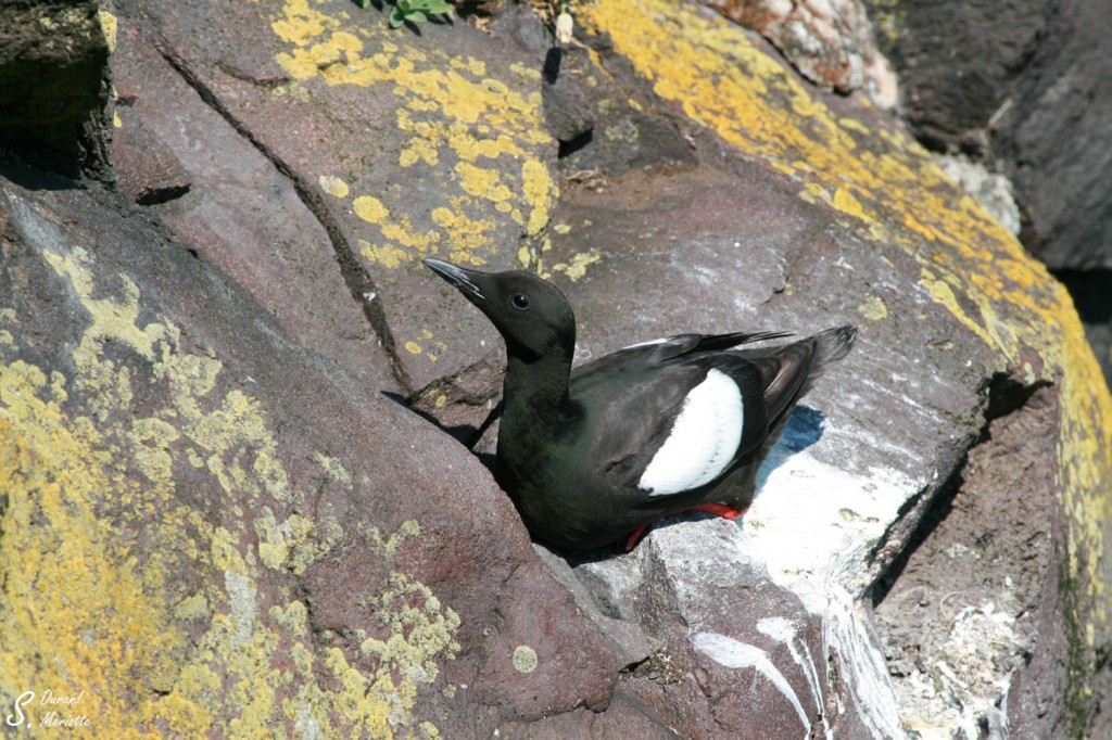 Guillemot à miroir (Islande - 2011)