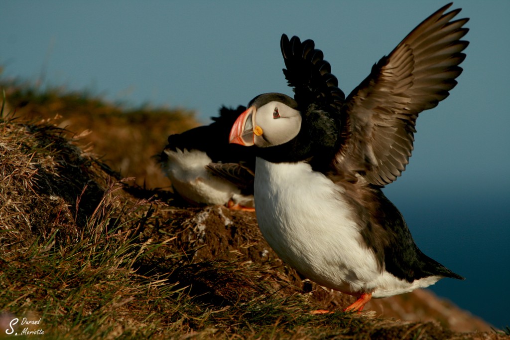 Macareux moine (Islande - juillet 2011)