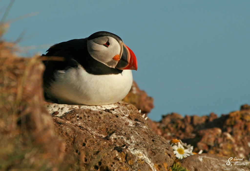 Macareux moine (Islande - juillet 2011)
