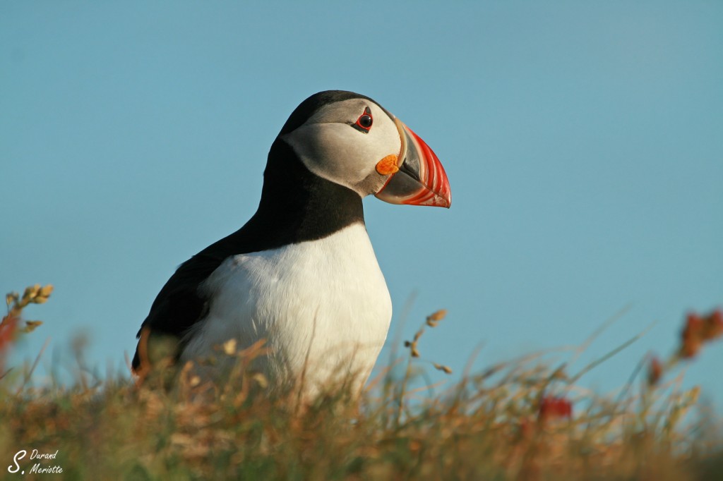 Macareux moine (Islande - juillet 2011)