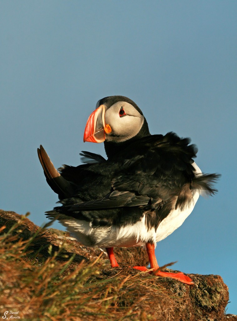 Macareux moine (Islande - juillet 2011)