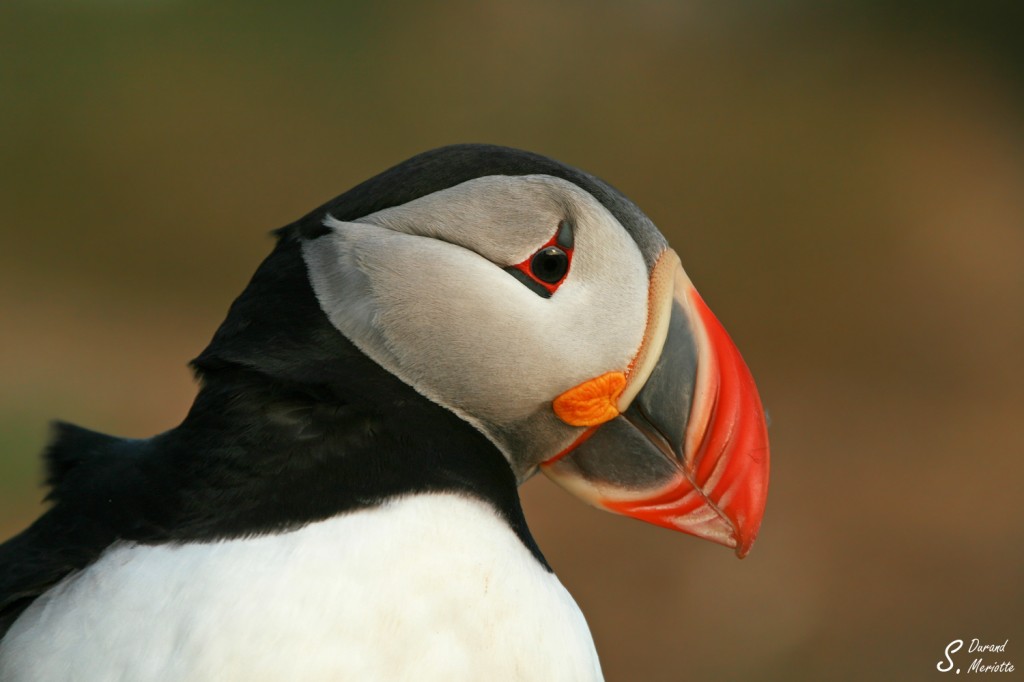 Macareux moine (Islande - juillet 2011)
