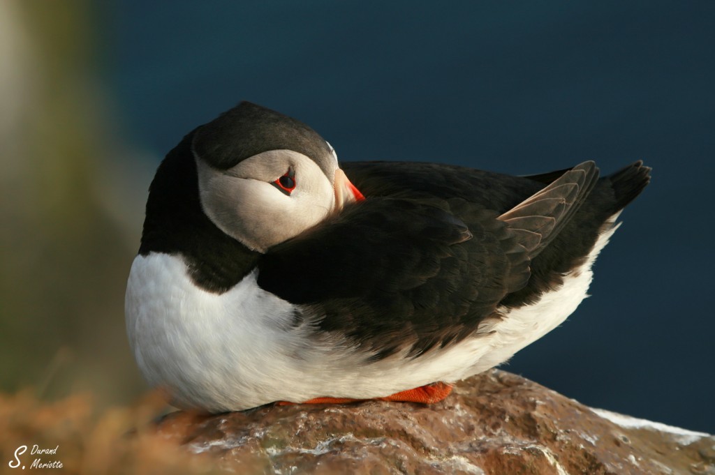 Macareux moine (Islande - juillet 2011)