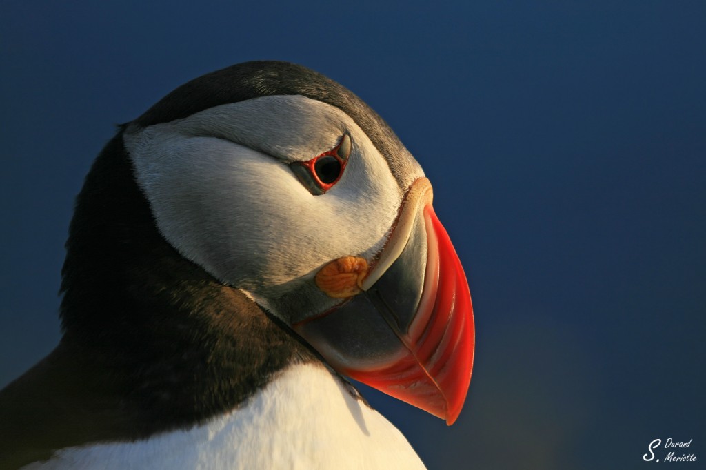 Macareux moine (Islande - juillet 2011)