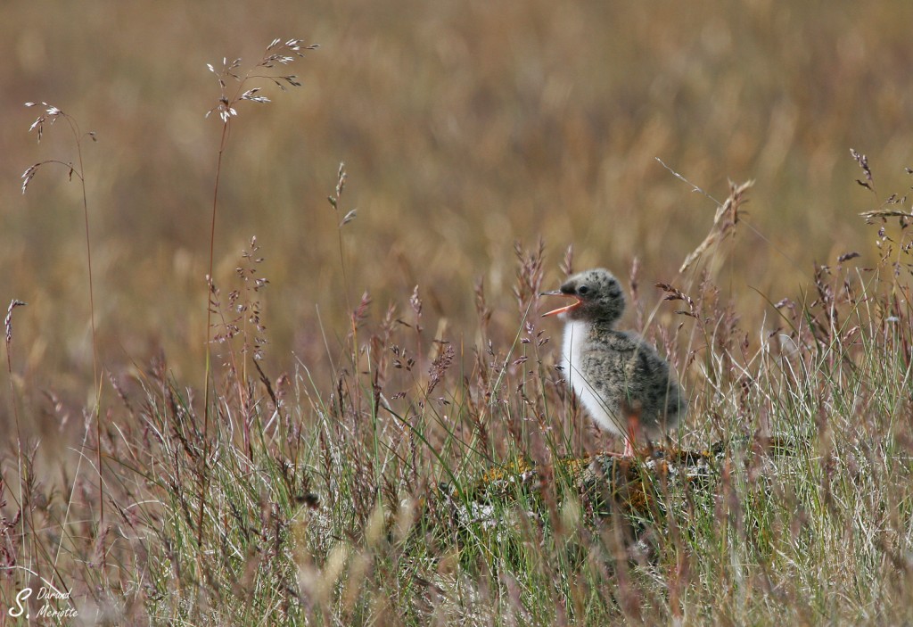 Sterne arctique (Islande - juillet 2011)