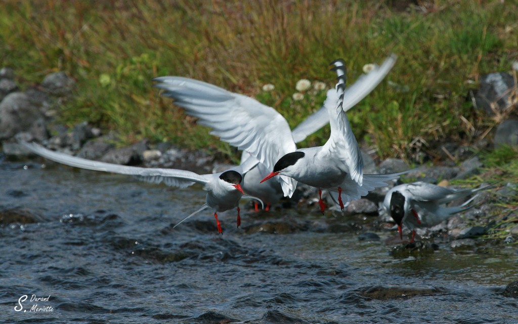 Sterne arctique (Islande - juillet 2011)
