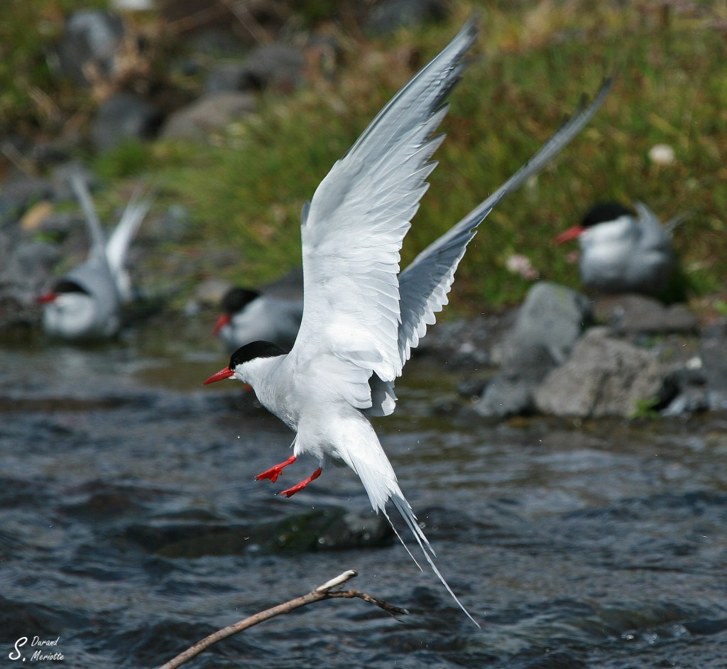 Sterne arctique (Islande - juillet 2011)