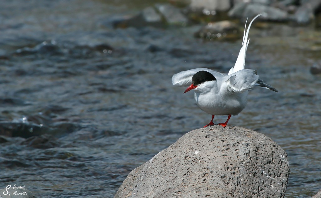 Sterne arctique (Islande - juillet 2011)