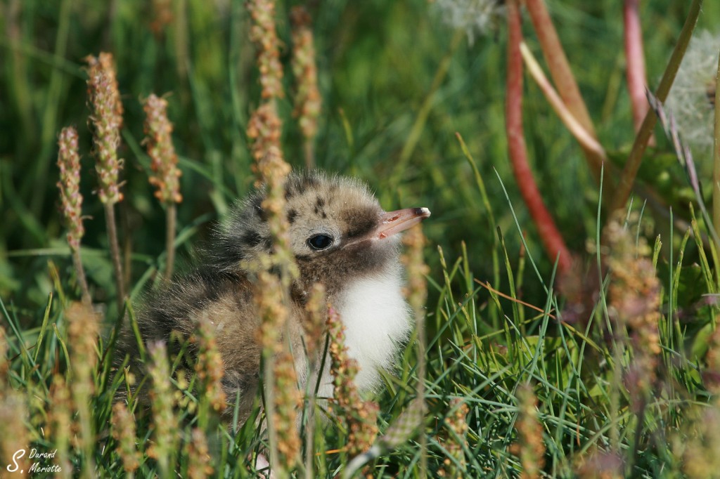 Sterne arctique (Islande - juillet 2011)
