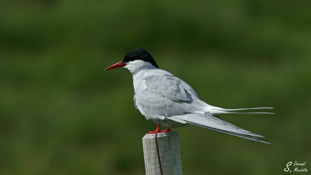Sterne arctique (Islande - juillet 2011)