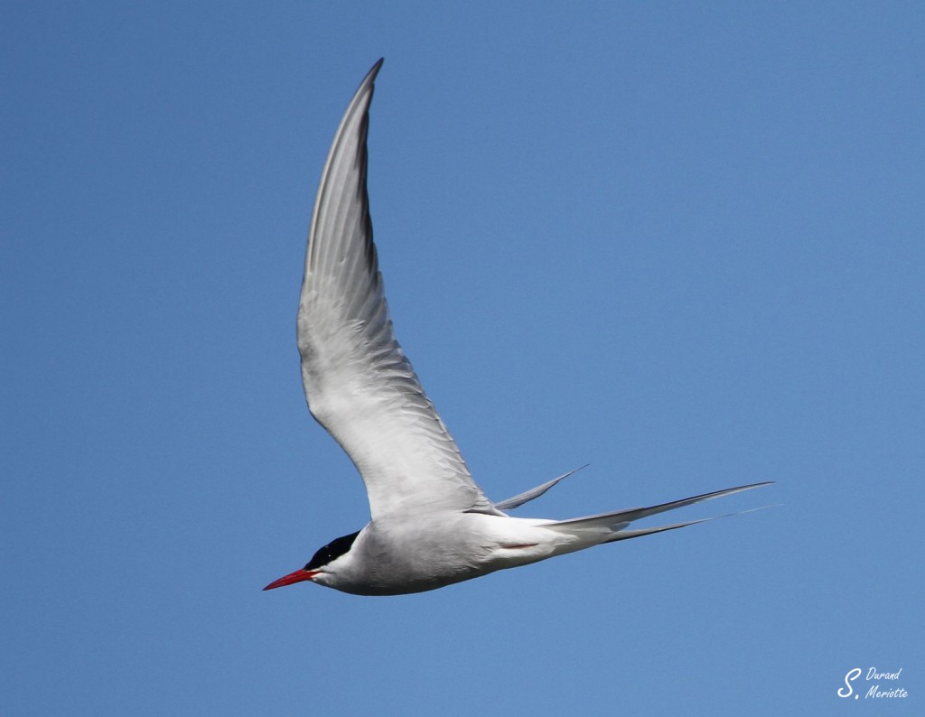 Sterne arctique (Norvège - août 2012)