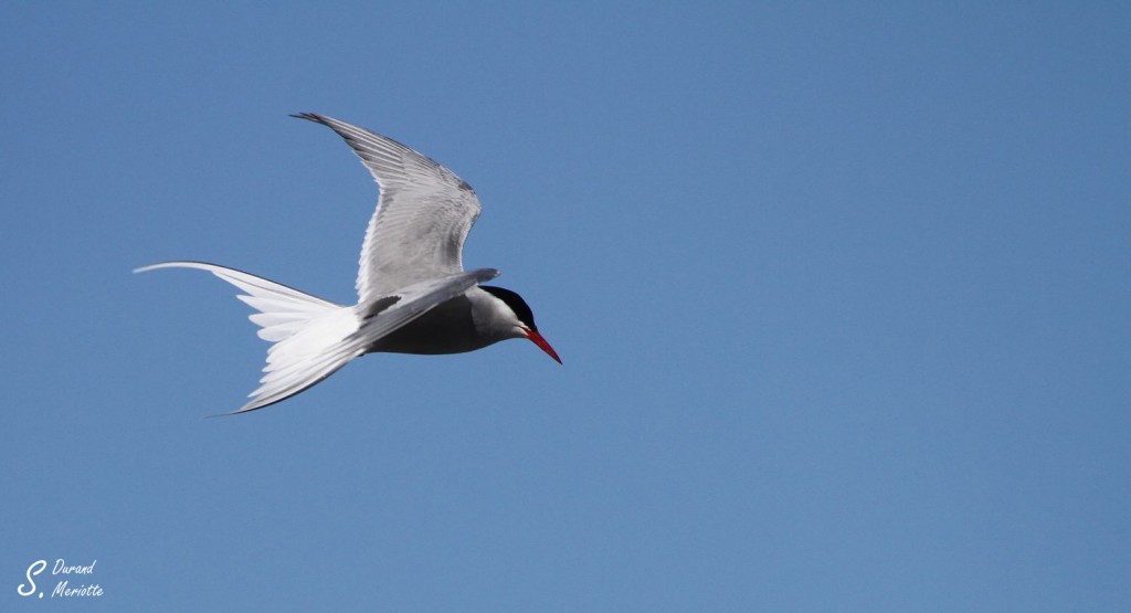 Sterne arctique (Norvège - août 2012)