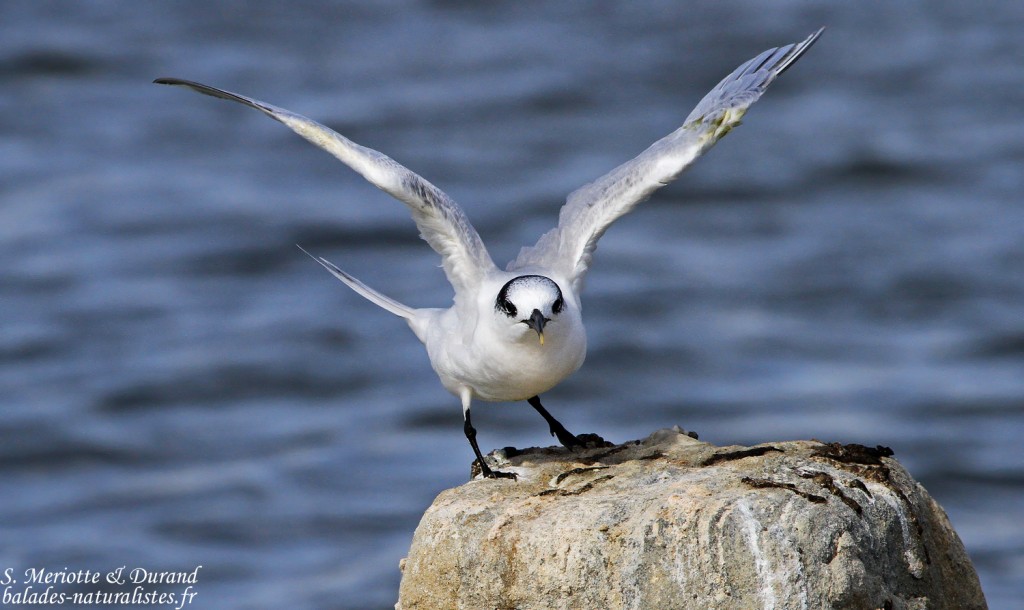 Sterne caugek (Camargue - Piémanson 18/10/2014)