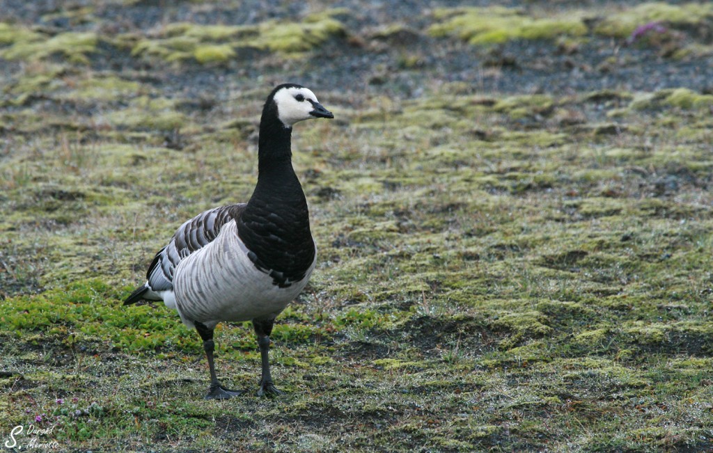 Bernache nonnette (Islande - août 2011)