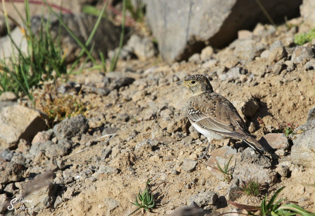 Alouette haussecol (juv)