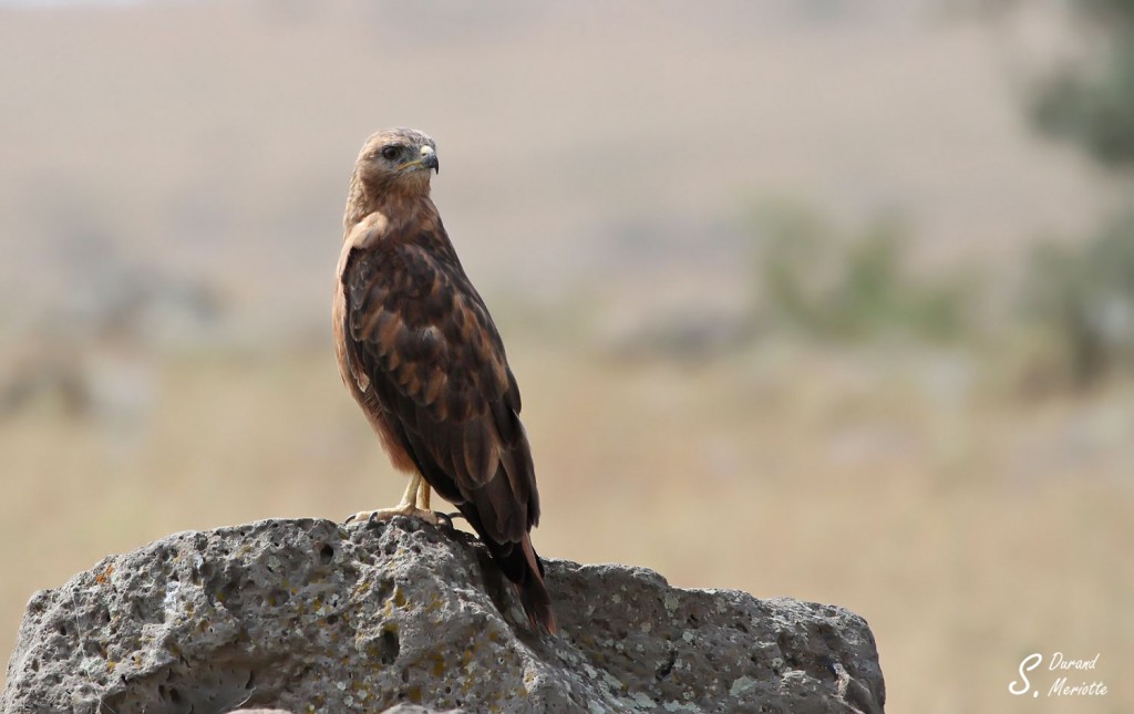 Buse féroce - Arménie août 2013