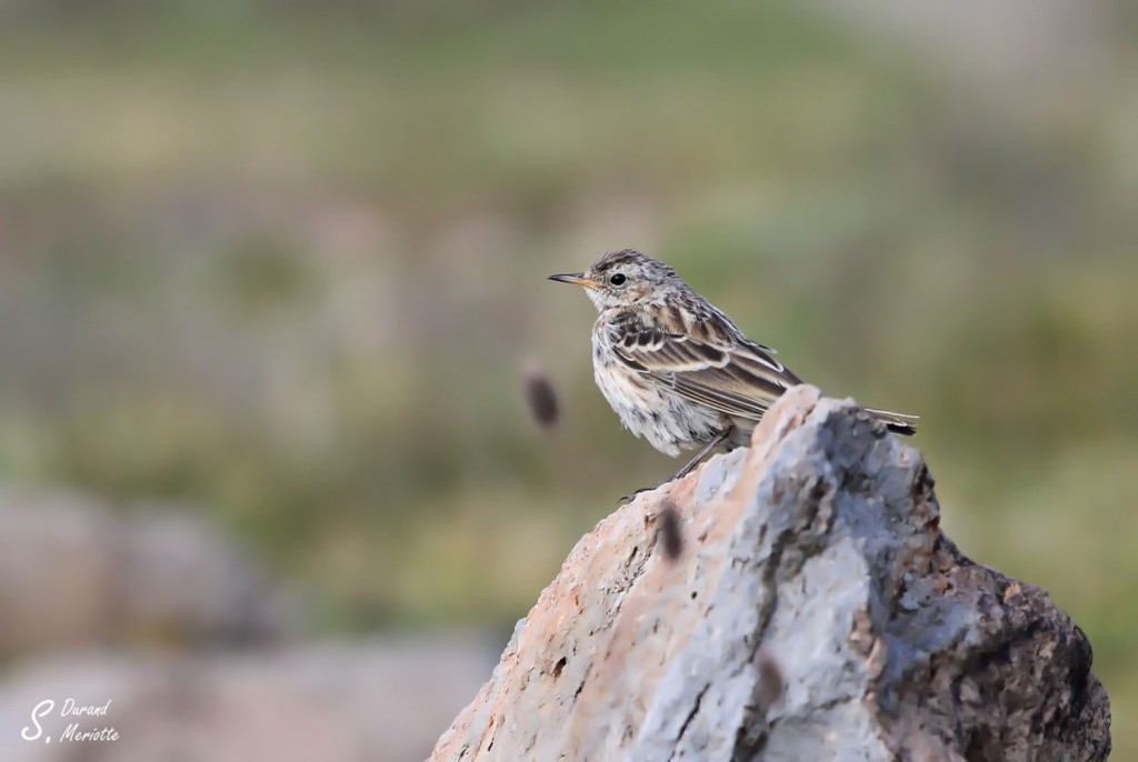 Pipit spioncelle