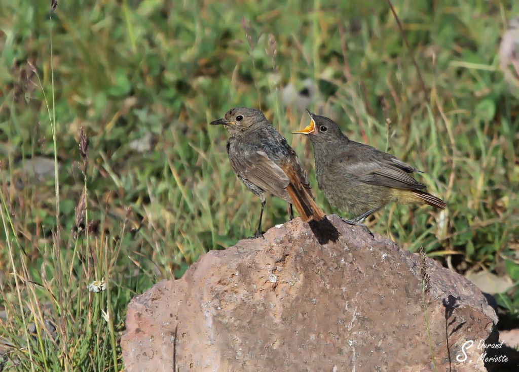 Rougequeue noir ochruros (Arménie)
