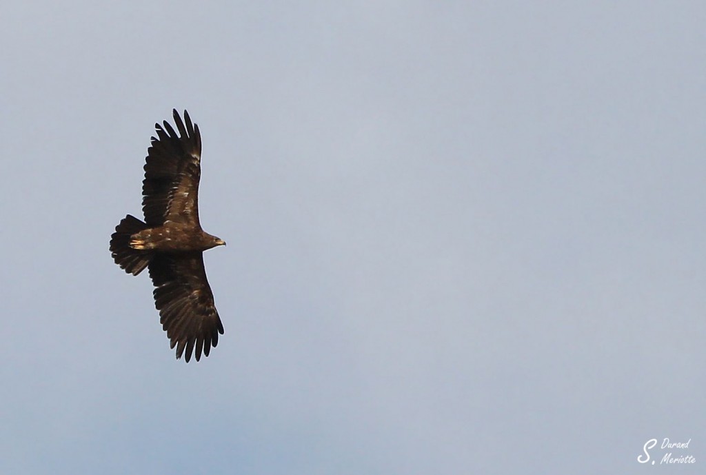 Aigle pomarin - Arménie août 2013