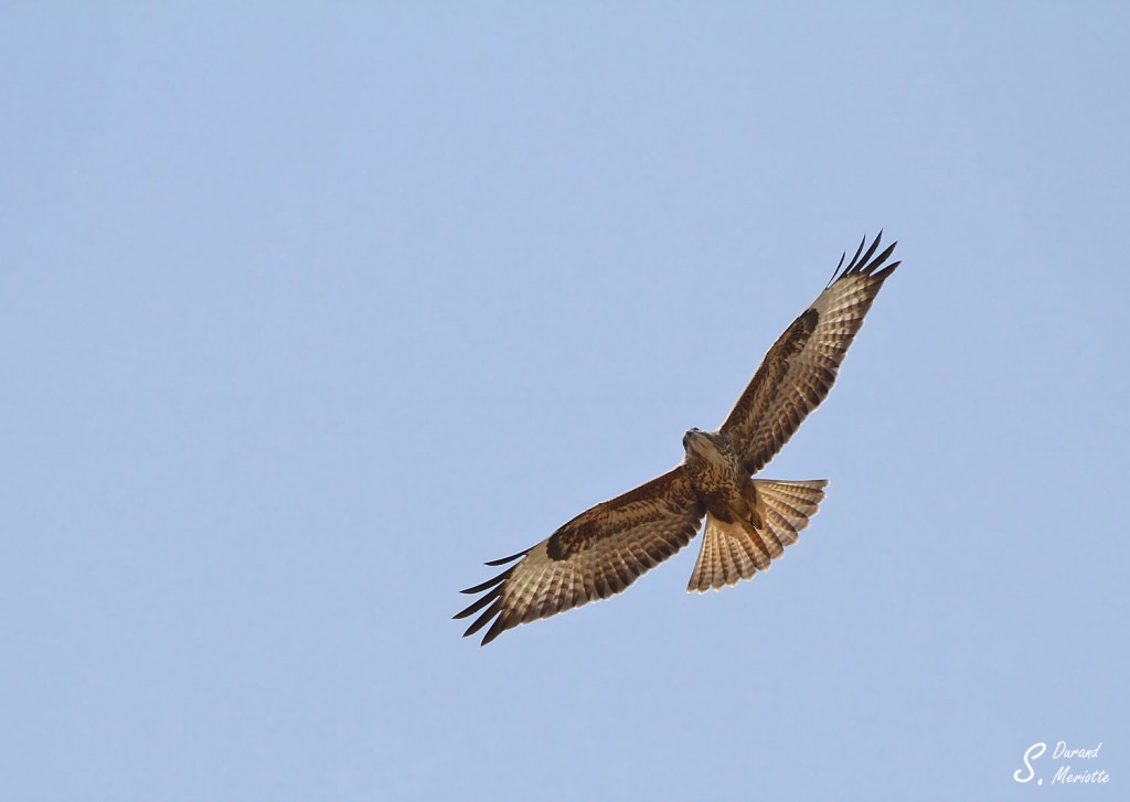 Buse variable - menetriesie