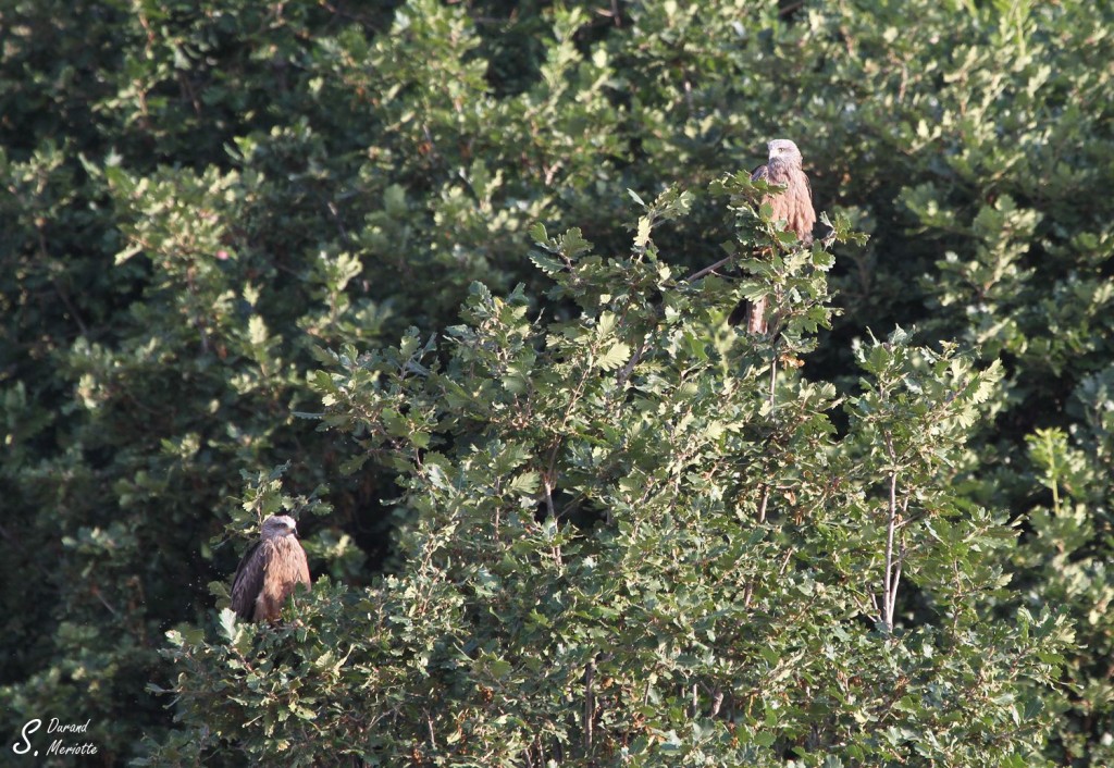 Milan noir - Arménie août 2013