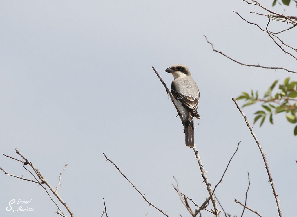 Pie-grièche à poitrine rose (Arménie)