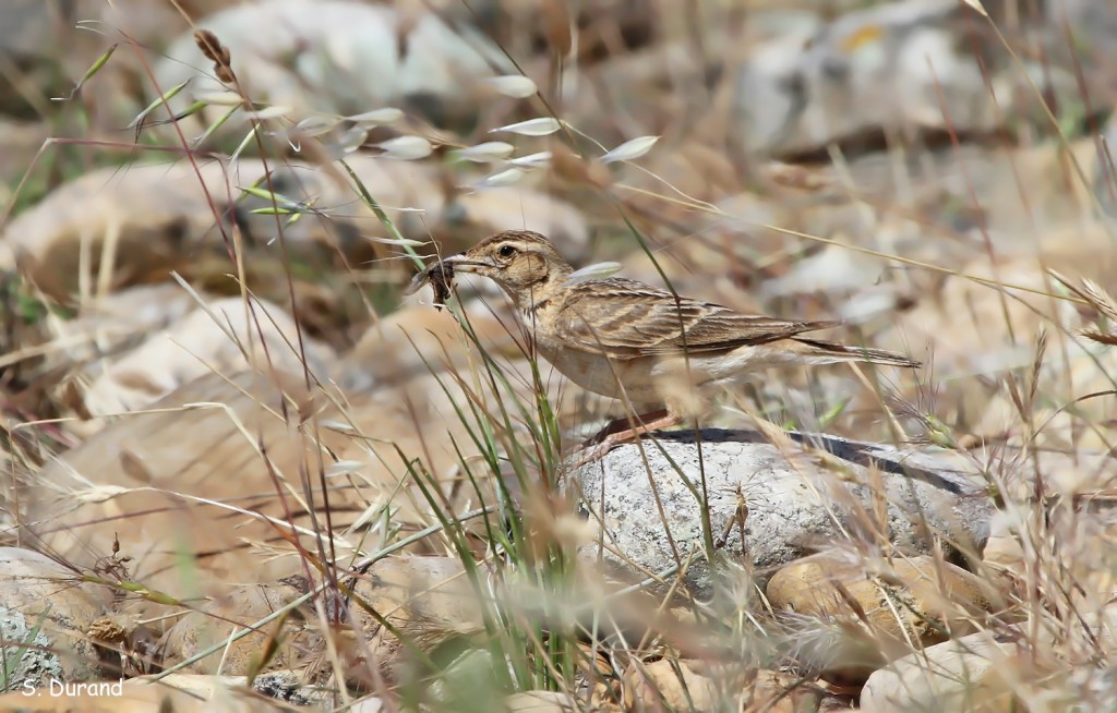 alouette calandrelle