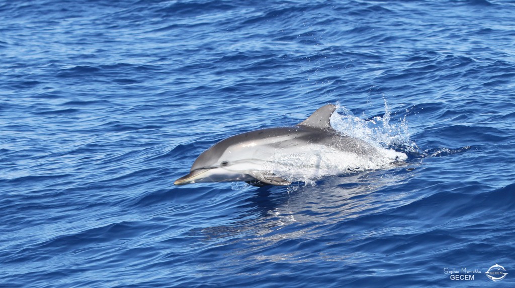 dauphin bleu et blanc 02