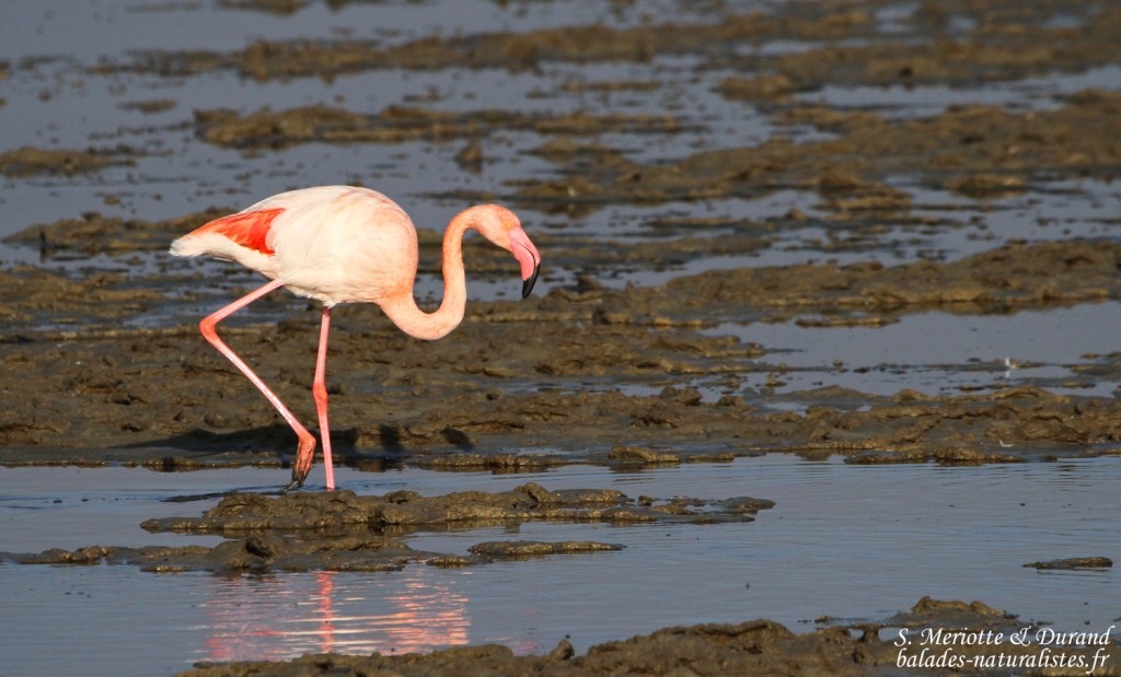 Flamant rose (Baisses - Camargue 18/10/2014)