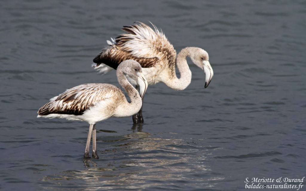 Flamant rose jeune (Baisses - Camargue 18/10/2014)